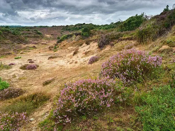 Et tørt, græsklædt landskab med pletter af lilla vilde blomster, buske og bølgende bakker under en overskyet himmel.