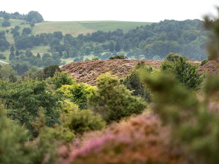 Bølgende grønne bakker med pletter af lyng og træer under en overskyet himmel, der viser et frodigt, naturligt landskab.