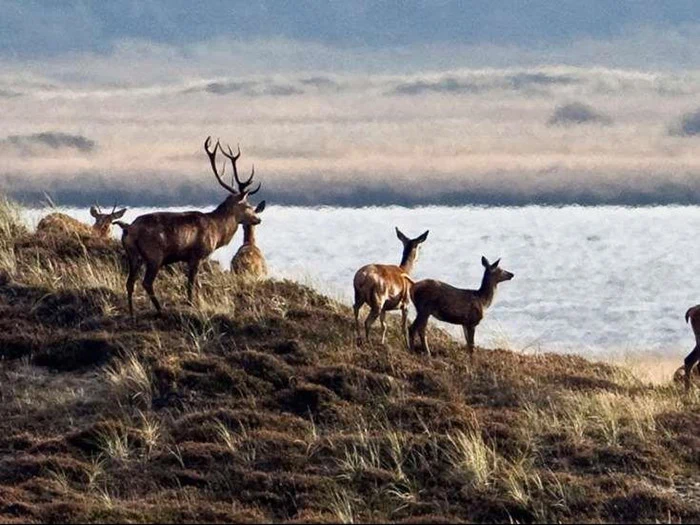 En gruppe hjorte, herunder en kronhjort med gevir, står på et græsklædt terræn nær et vandløb med et tåget landskab i baggrunden.