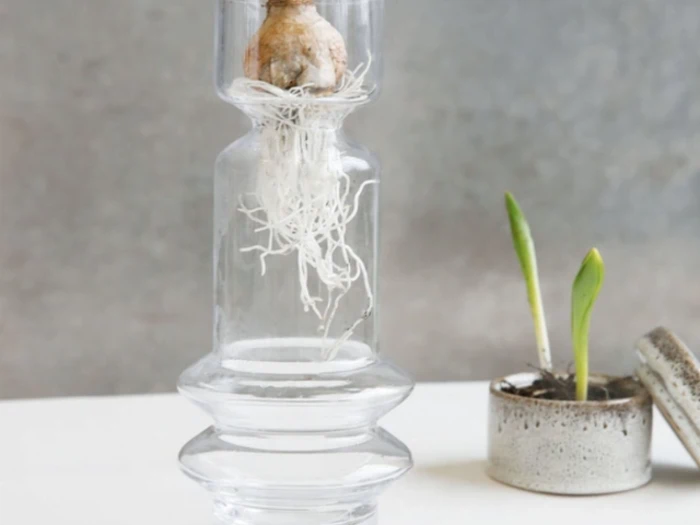 Et løg hænger i vand i en klar glasvase med synlige hvide rødder; ved siden af står en lille potte med to grønne spirer og et løsrevet låg.
