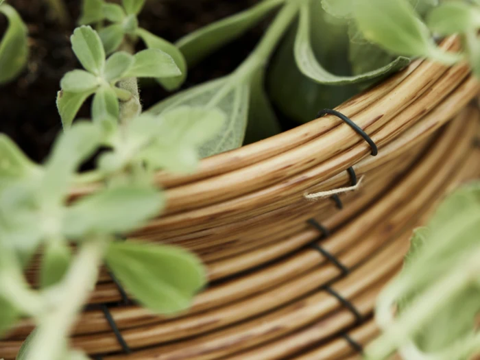 Nærbillede af grønne planteblade, der vokser i en flettet kurv med metaltråde, der forstærker kurvens struktur.