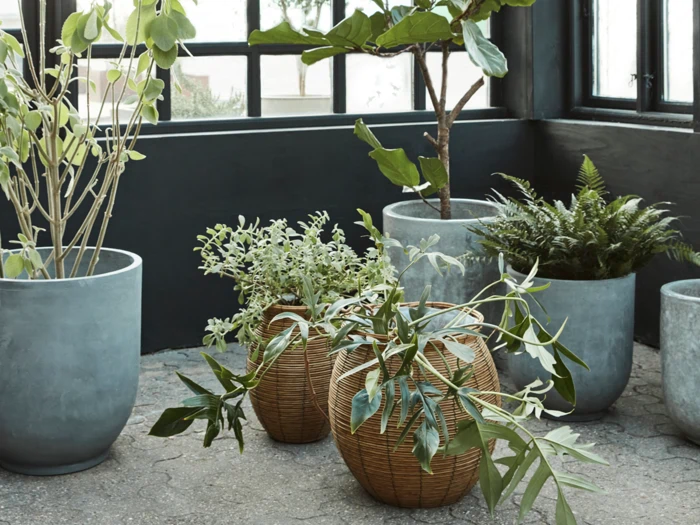 Flere potteplanter, bl.a. grønne buske og bregner, står på gulvet nær store vinduer i et lyst, moderne rum.