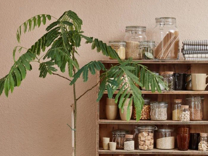 En bladgrøn plante ved siden af træhylder med krukker med tørvarer, krus og stablede klude mod en beige væg.