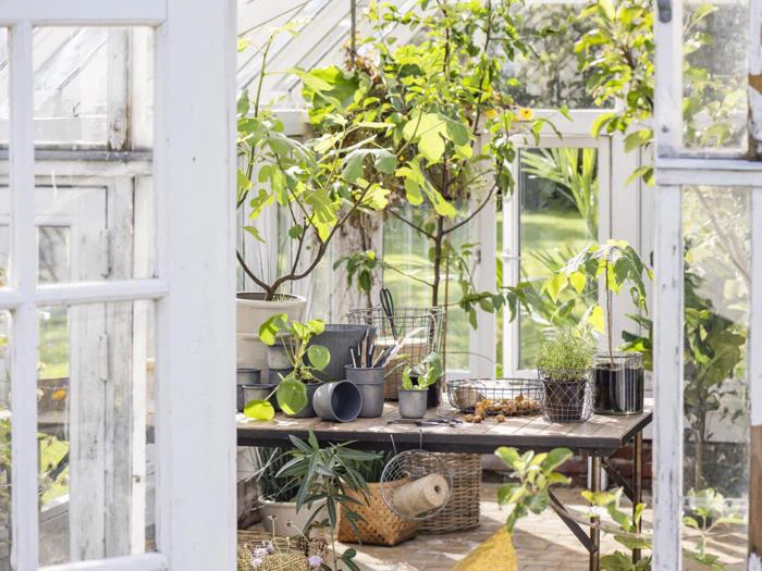 Et drivhus med potteplanter, haveredskaber og forsyninger på et bord; sollyset strømmer ind gennem store glasvinduer, og man kan se det grønne udenfor.