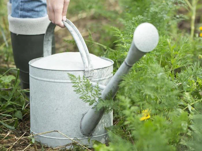 En person i støvler holder en metalvandkande blandt grønne planter i en have.