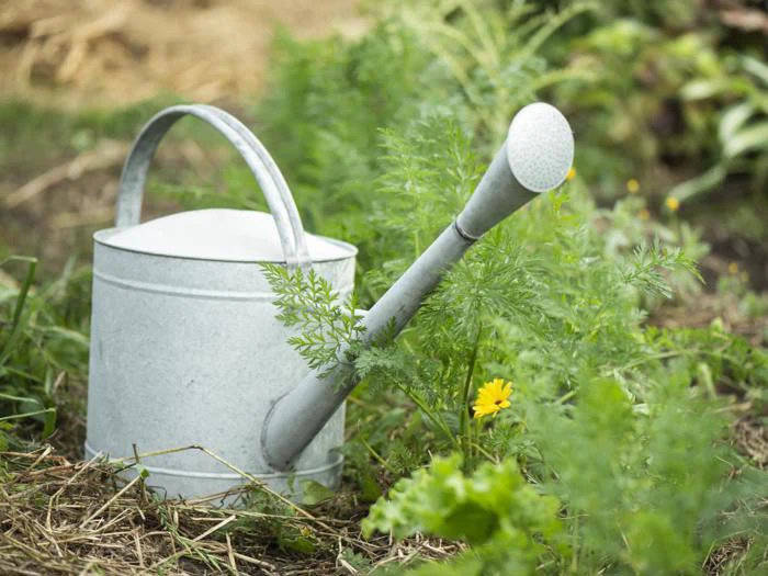 En metalvandkande hviler blandt grønne planter og en gul blomst i en have med noget halm og sløret grønt i baggrunden.