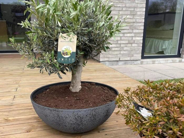 Et oliventræ i potte står på en træterrasse i nærheden af et moderne hus med store vinduer; et plantemærke hænger fra grenen.