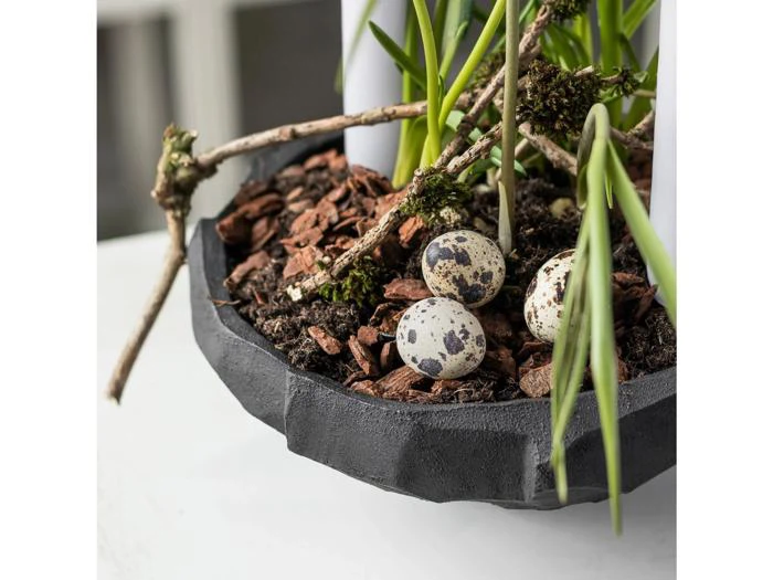 Tre små plettede æg ligger på barkflis i en sort krukke med grønne plantestængler og kviste.