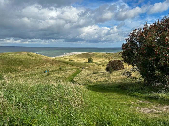 Et græslandskab med bølgende bakker, en sti, der fører til havet, en overskyet himmel foroven og et træ med røde bær til højre.