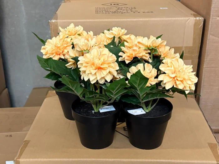 Tre potteplanter med lysorange dahliaer står på en stak papkasser i et indendørs miljø.