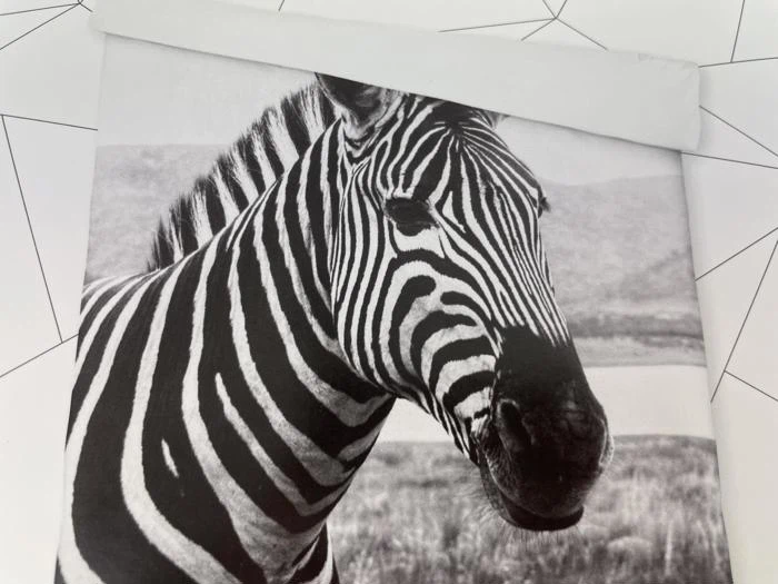 Sort-hvidt fotografi af en zebra, der ser fremad, med geometriske linjer i baggrunden og en rullet kant i toppen af billedet.