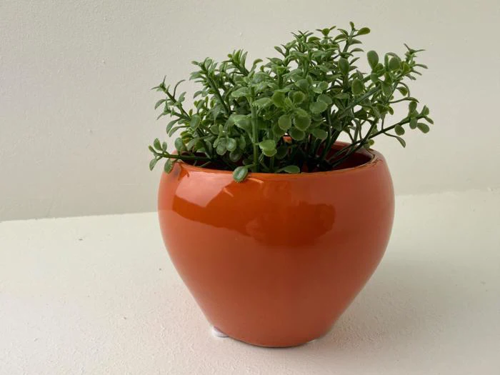 En grøn bladplante, der vokser i en rund, blank orange potte placeret på en lys overflade mod en ensfarvet baggrund.