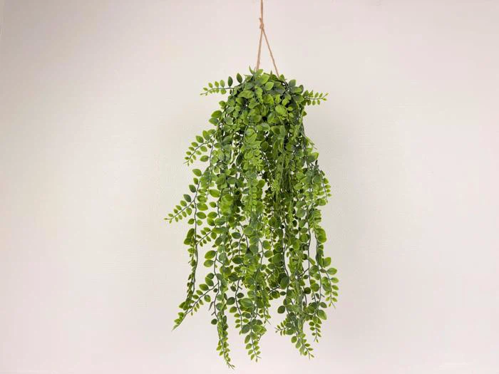 Dischidia Hængeplante, stor, 4976