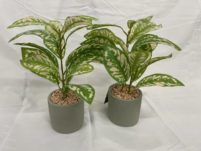 To potteplanter med grønne blade med lyserøde og hvide pletter, placeret på en hvid overflade mod en hvid baggrund.