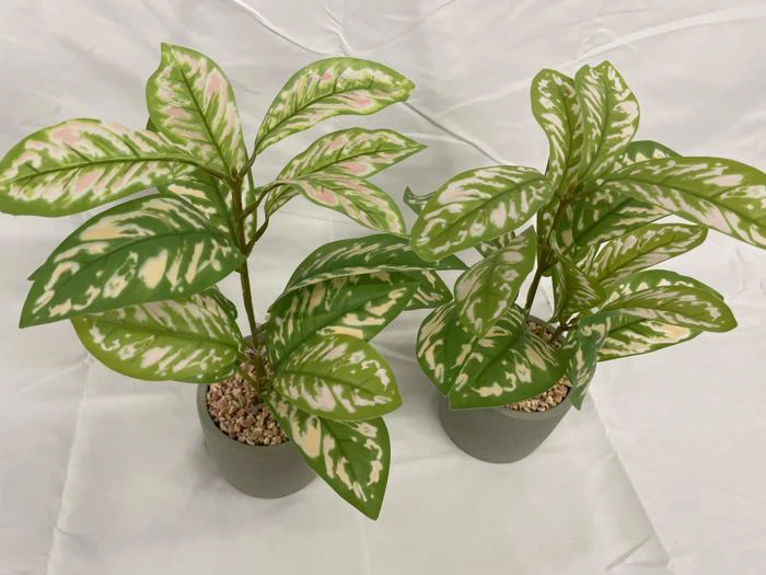 To potteplanter med grønne blade med hvide og rosa variationer, placeret på en lys stofbaggrund.