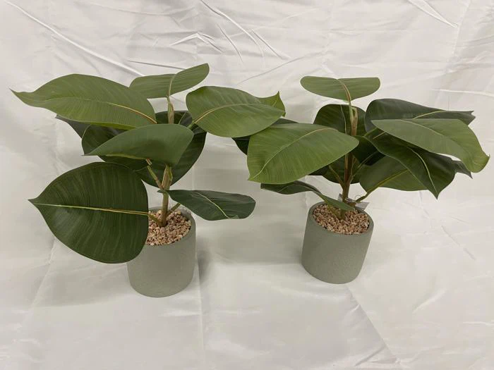 To potteplanter af gummi med brede grønne blade, placeret side om side på en lys flade med hvid baggrund.