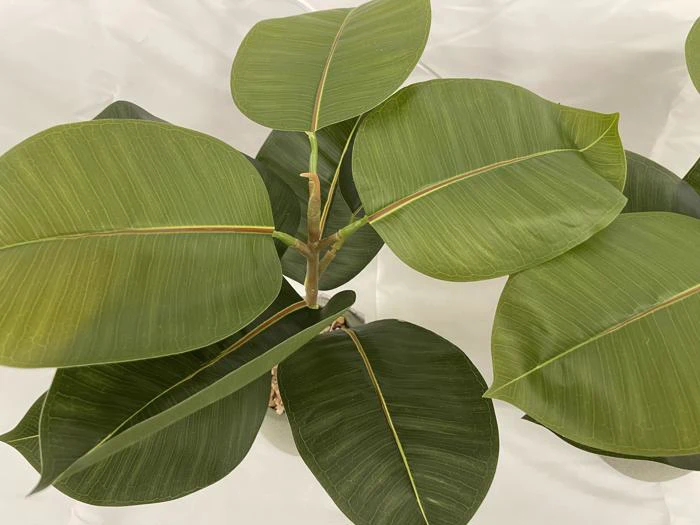 Nærbillede af en gummiplante (Ficus elastica) med store, skinnende grønne blade på en almindelig hvid baggrund.