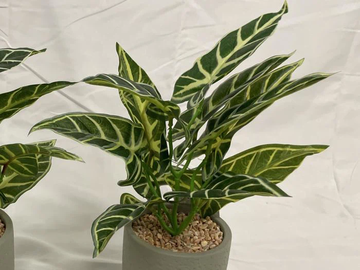 En potteplante med markante grønne blade med hvide årer på en almindelig hvid baggrund.