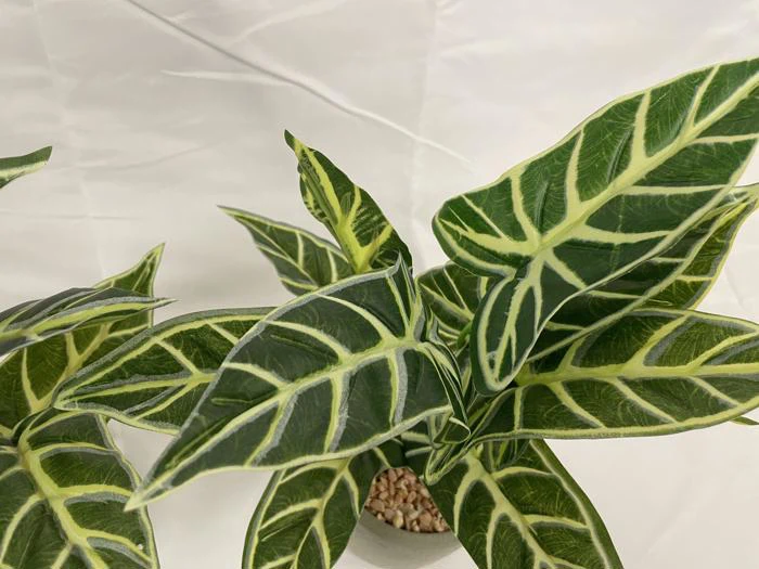 Et nærbillede af en Alocasia-plante i potte med store grønne blade med markante hvide årer på en almindelig hvid baggrund.