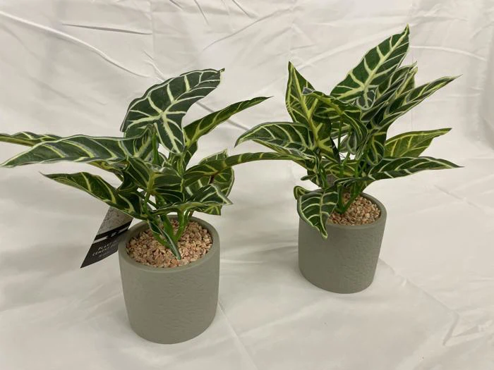 To potteplanter med mørkegrønne blade og hvide årer står på en hvid flade, hver i en lysegrå potte med struktur fyldt med små sten.