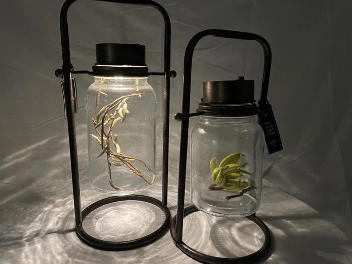 To glaskrukker med sorte metalhåndtag og -bunde, som hver indeholder en plantestilk, er belyst i svagt lys og kaster skygger på en almindelig baggrund.