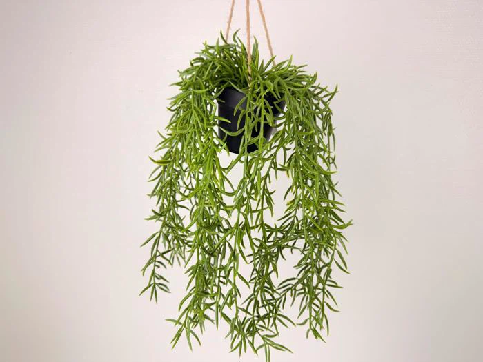 En grøn, slyngende plante i en sort hængepotte med tynde, aflange blade mod en almindelig lys baggrund.