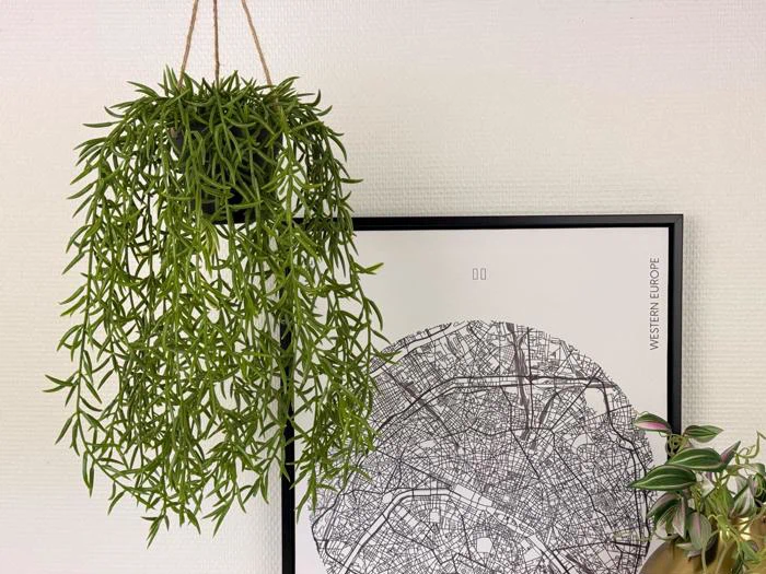 En hængende grøn plante hænger over et indrammet sort-hvidt bykort med påskriften Vesteuropa, og en anden potteplante er synlig til højre.