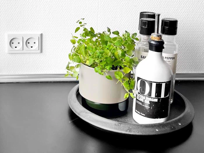 4 stk. Gro potteskjuler Laurel Oak fra Lucie Kaas 
