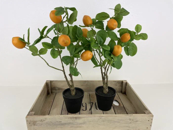 To små appelsintræer i potter med grønne blade og modne appelsiner, placeret i en trækasse mod en almindelig hvid baggrund.