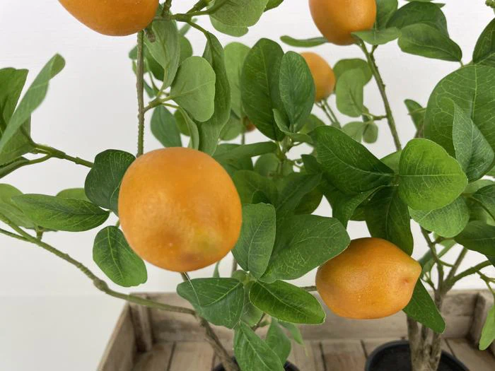 Nærbillede af et lille citrustræ med modne appelsinfrugter og grønne blade i en plantekasse af træ.