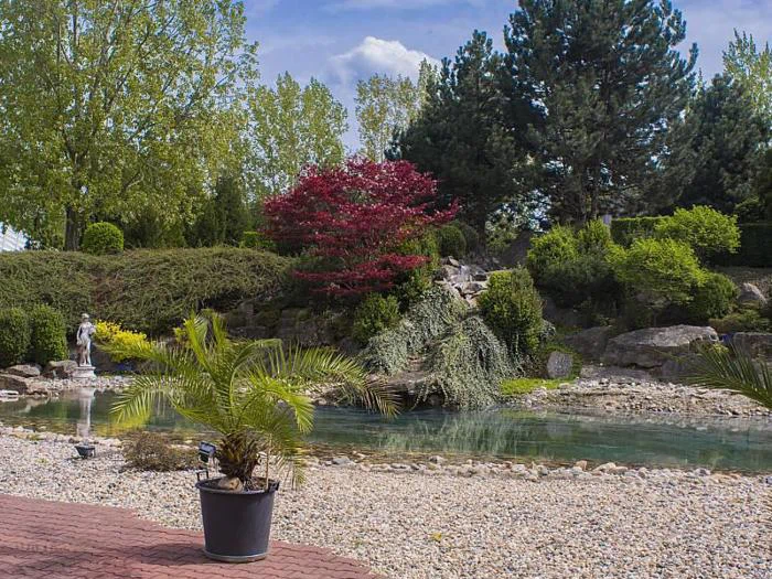 En anlagt have med en dam, forskellige træer og buske, et rødbladet træ, en pottepalme i forgrunden og en hvid statue ved vandet.