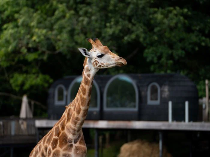 Night Explorer-ophold for 4 personer i Ree Park - Støtter 'Wild for life'