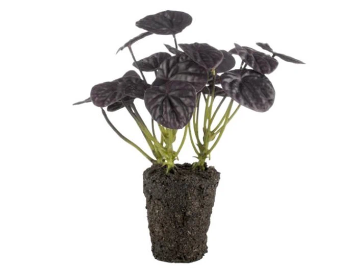 Kinesisk pengetræer fra Lene Bjerre