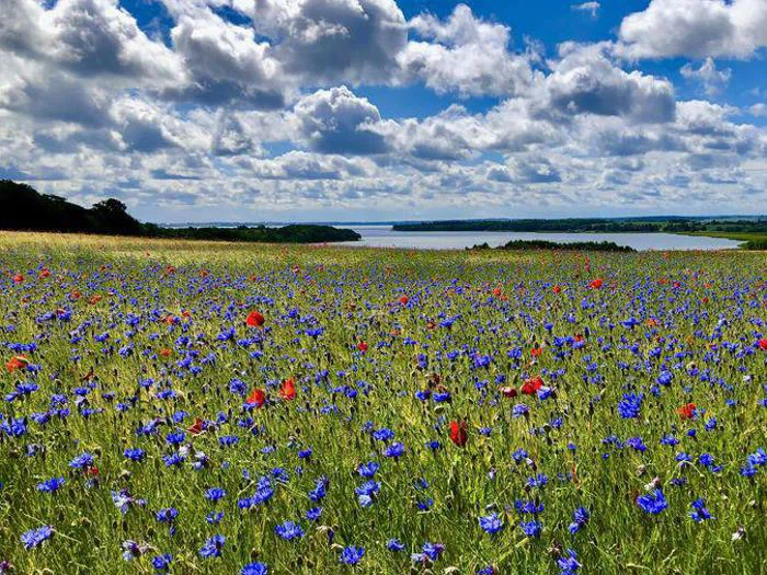 En livlig blomstereng med blå og røde blomster under en delvis overskyet himmel med en sø og fjerne grønne områder i horisonten.