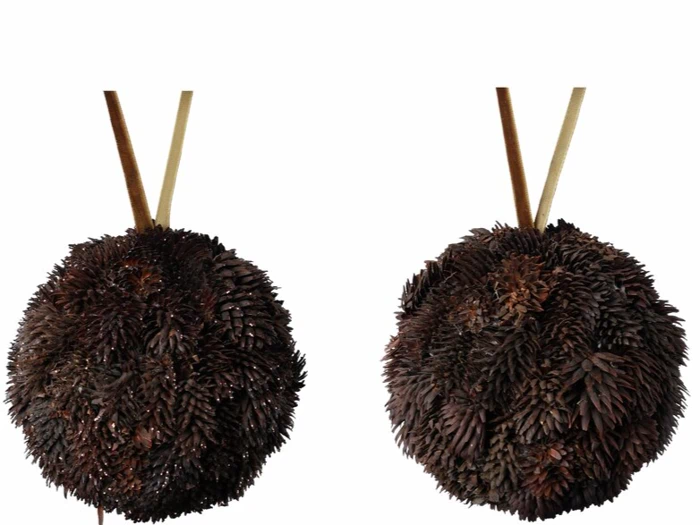 To runde, mørkebrune objekter lavet af klynger af frølignende stykker, der hver især hænger fra et tyndt brunt bånd mod en hvid baggrund.