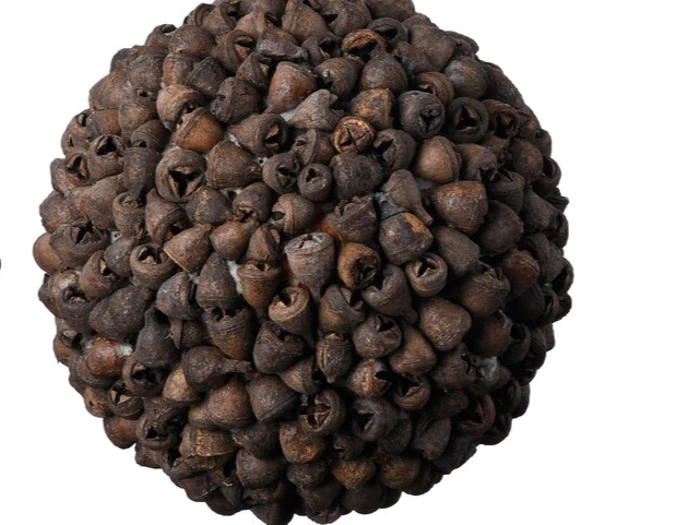 En stor, rund klynge af tætpakkede, mørkebrune frøbælge på en hvid baggrund.