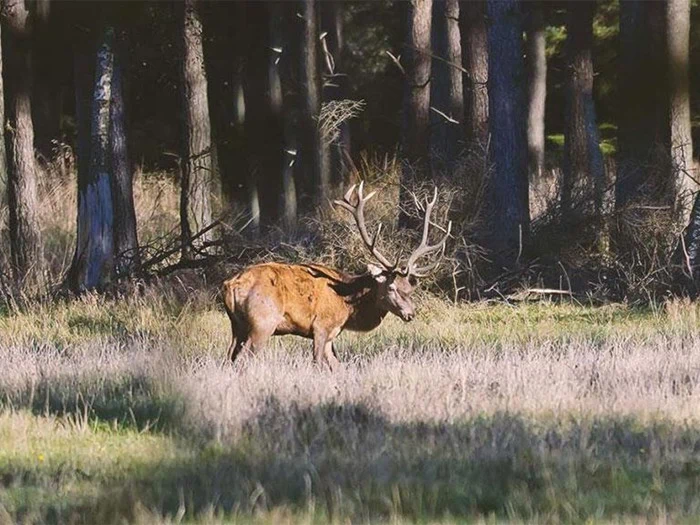 En stor kronhjort med gevir står i en solbeskinnet, græsklædt lysning omgivet af høje træer i en skov.