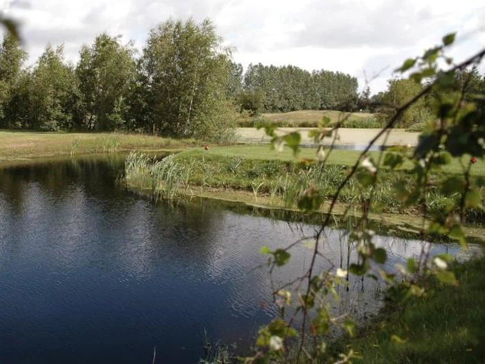 En rolig dam omgivet af grønt græs, siv og træer under en delvis overskyet himmel med grønne grene i forgrunden.