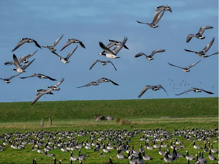"Oplev Sort Sol" ophold på Hotel Ballumhus nabo til Nationalpark Vadehavet
