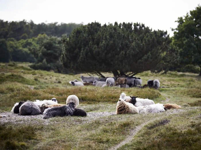 En gruppe får med tyk uld hviler på græs, mens flere får græsser under et stort træ i baggrunden. Scenen er naturlig og fredfyldt.
