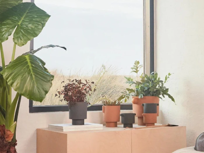 Flere potteplanter i forskellige størrelser står på et lyst træskab ved et stort vindue, hvor man kan se højt græs udenfor.
