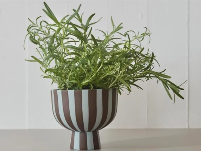 En rosmarinplante i potte i en rund vase med lodrette brune og hvide striber, placeret på en lys flade mod en hvid væg.