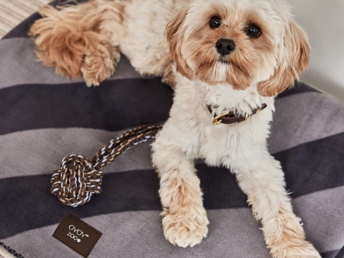 En lille, fluffy hund med lysebrun pels ligger på en gråstribet seng ved siden af et brun-hvidt reb-legetøj og kigger op mod kameraet.