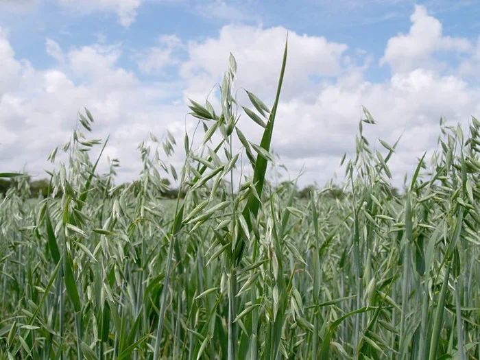 Miniferie med historie og idyl ved Gram Slot 