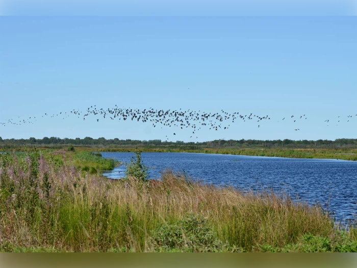 En flok fugle flyver hen over en blå flod, der er omgivet af højt græs og grønne områder under en klar himmel.