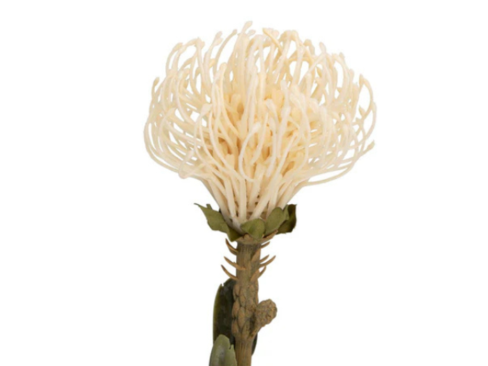 En enkelt, cremefarvet protea-blomst med tynde, lange, krøllede kronblade og grønne blade på en almindelig hvid baggrund.