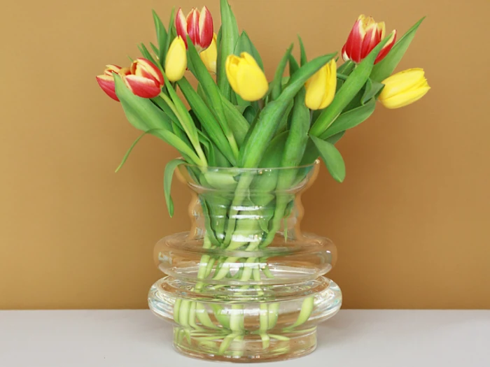 En klar glasvase med gule og røde tulipaner står på en hvid flade mod en lysebrun baggrund.