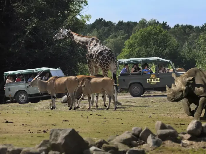 Safarikøretøjer med turister observerer en giraf, antiloper og et næsehorn i en græsklædt, stenet, åben dyrepark omgivet af træer.