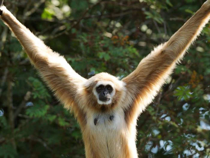 En lysebrun gibbon med lange arme, der er strakt opad, står foran grønne løvtræer.