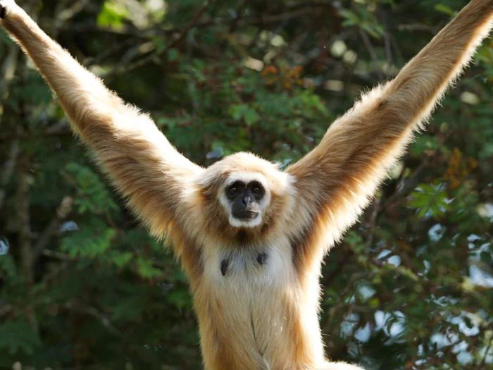 En gibbon med lysebrun pels og lange, løftede arme sidder foran grønne blade.